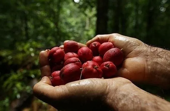 ’Blushwood’ meyvesi kanseri silip süpürüyor