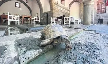 Tarihi İskender Paşa Konağı’nın asırlık kaplumbağası Muzaffer #diyarbakir