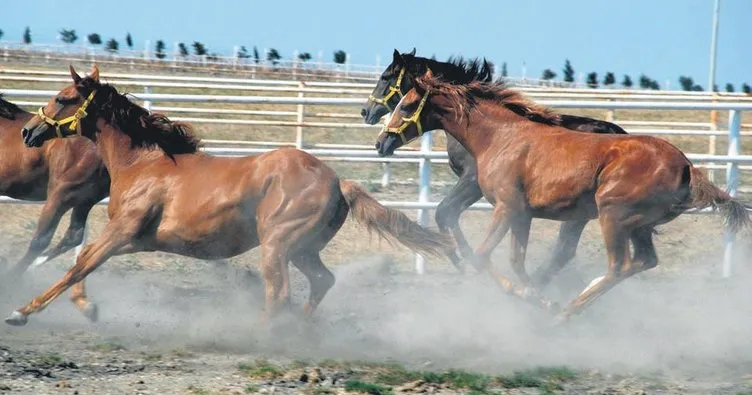 Milyonluk yarış atlarına tedbir