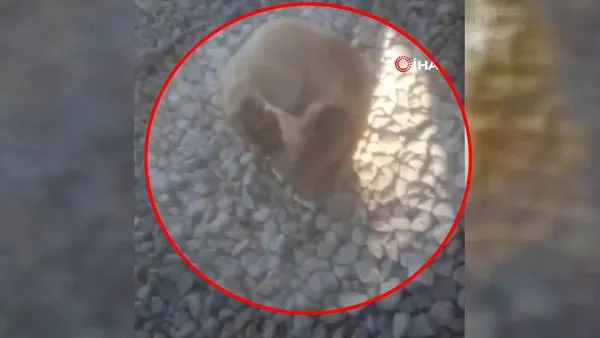 Muğla Bodrum'daki dehşette son dakika! Köpeklerin bulduğu kafatasının sırrı çözüldü | Video