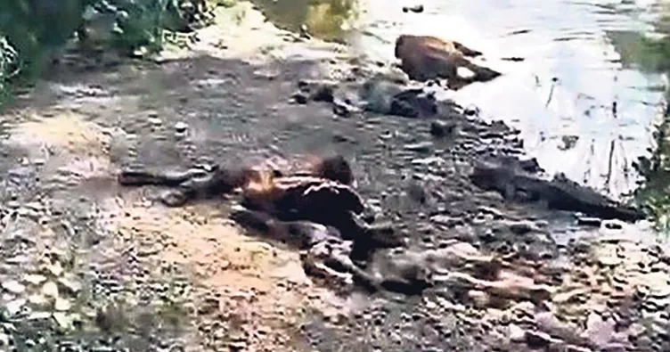 Bu hayvanlar neden öldü?