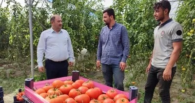 Erzincan domatesi çevre illerde sofraları süslüyor #bingol