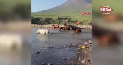 Yılkı atları, Hasan Dağı eteklerinde göle girip serinledi | Video