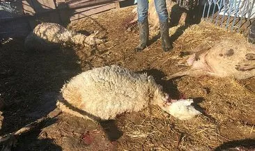 Aksaray’da kurt saldırısı! 17 koyun telef oldu