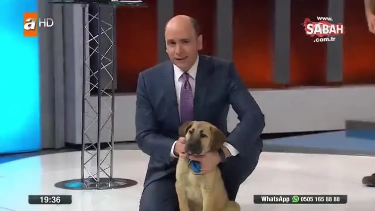 Yavru köpek 'Kuyu' canlı yayında!