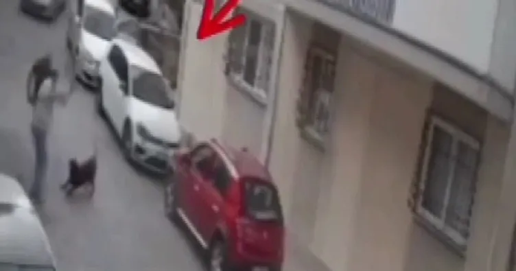 İzmir’de köpeğe kemerli şiddet! Görüntüler büyük tepki çekti