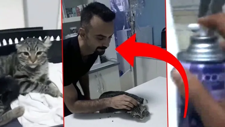 Son dakika: Ankara’da veteriner kedilere oda spreyi sıktı! Skandal görüntülere sosyal medyada tepki yağdı!