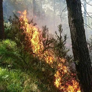 İstanbul’da orman yangını