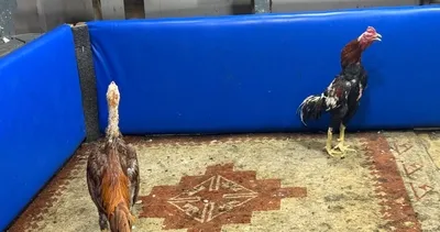 Horoz dövüşüne polis operasyonu