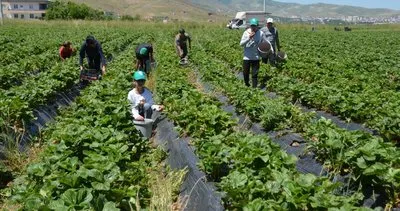 Muş’ta üreticisinin yüzünü güldüren yılın ilk çilek hasadı başladı #mus