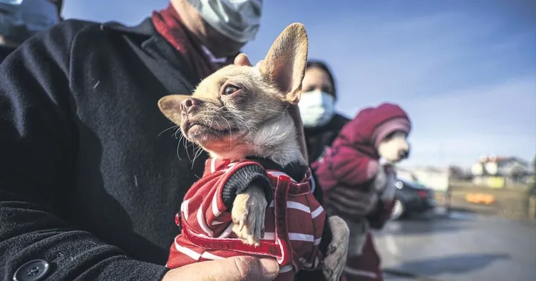 Sessiz köpekler için milyonluk boşanma