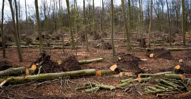 Enerji krizi bunu da yaptırdı! Burası Avrupa’nın göbeği: Ormanlara dadandılar
