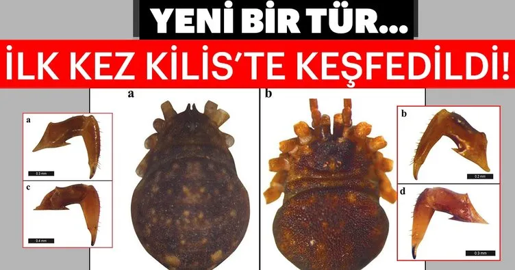 Microliobunum erseni Kurt ile ilgili gÃ¶rsel sonucu