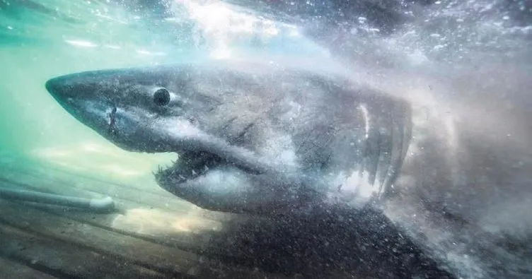 Büyük beyaz köpekbalığı Avrupa’ya geliyor