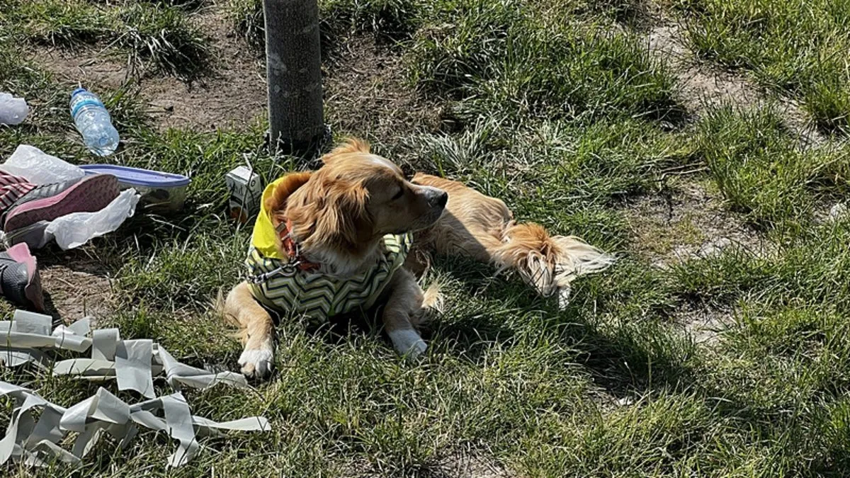 Kayseri’de köpek vahşeti: 4 yaşındaki çocuk yaralandı!