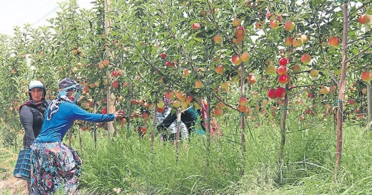 Niğde’de erkenci elma hasadı başladı
