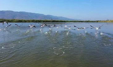 Fener Gölü’nde flamingo güzelliği