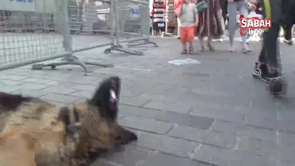 Taksim’de çocuğun emziğini çalarak emen köpek, ilgi odağı oldu