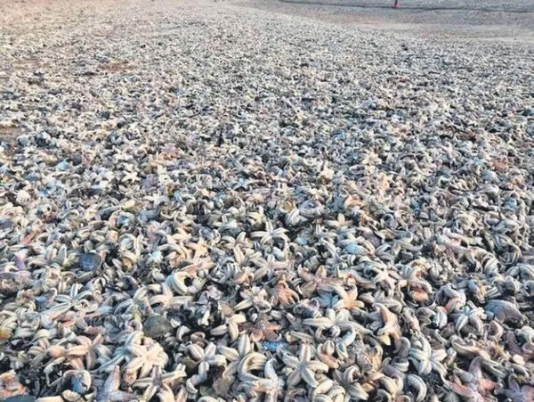 İngiltere'de binlerce deniz canlısı karaya vurdu