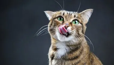 Kedilerin dili çözüldü! Meğer bizimle konuşuyorlarmış: İşte kedi dilinin şifresi...