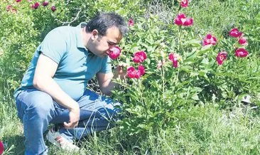 Cehrilik lalesini koparmanın cezası 557 bin lira #yozgat