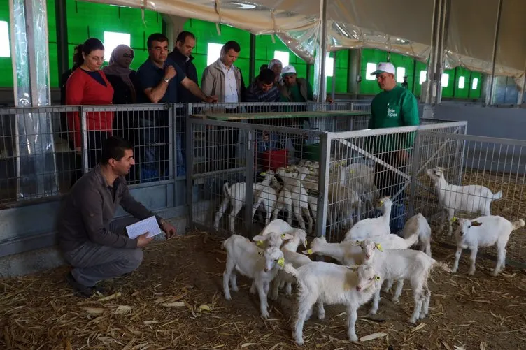 4 bin lira maaşla çoban yetiştiriyorlar Manisa’da çobanlık kursu