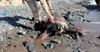 Sahilde yaralı Caretta Caretta bulundu #hatay