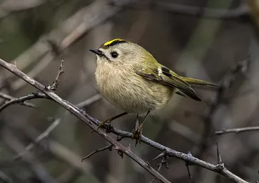 Sadece 7 santimetre! Bu minik canlının soğukla mücadelesi yürekleri ısıttı