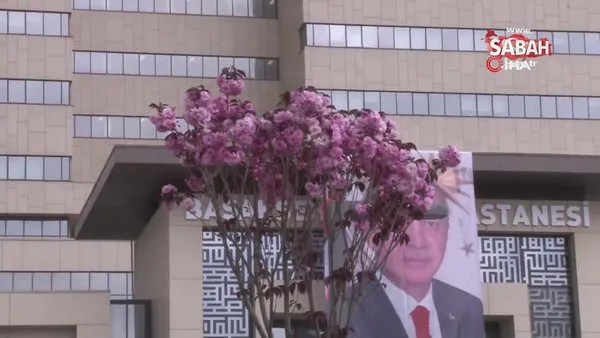Başakşehir Şehir Hastanesi'nin sakuraları çiçek açtı | Video