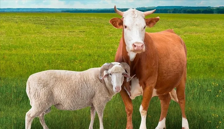 300 bin TL’ye de var 30 bin TL’ye de! 2026 kurbanlık fiyatları netleşti