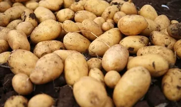 Avrupa’nın ortasında patates krizi