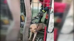 İstanbul Avcılar’da başı demir parmaklıklara sıkışan köpek kurtarıldı