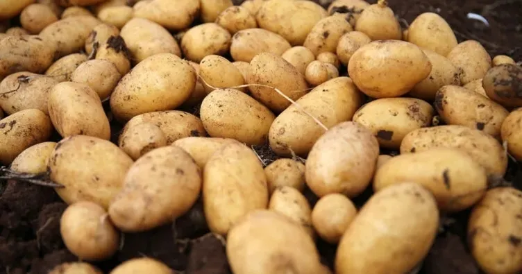 Avrupa’nın ortasında patates krizi
