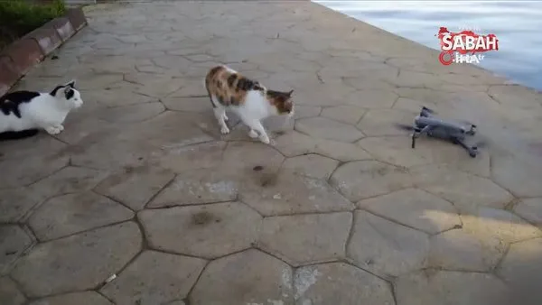 yere konan drone a kedi saldirisi kamerada video