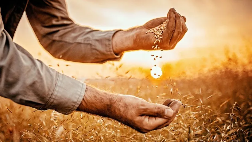 Buğday rüşeymi sağlık için son derece önem taşıyor!
