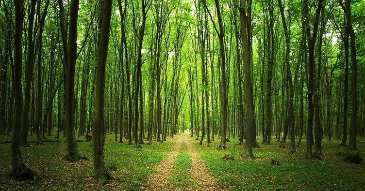 Ağaç ayrımcılığı