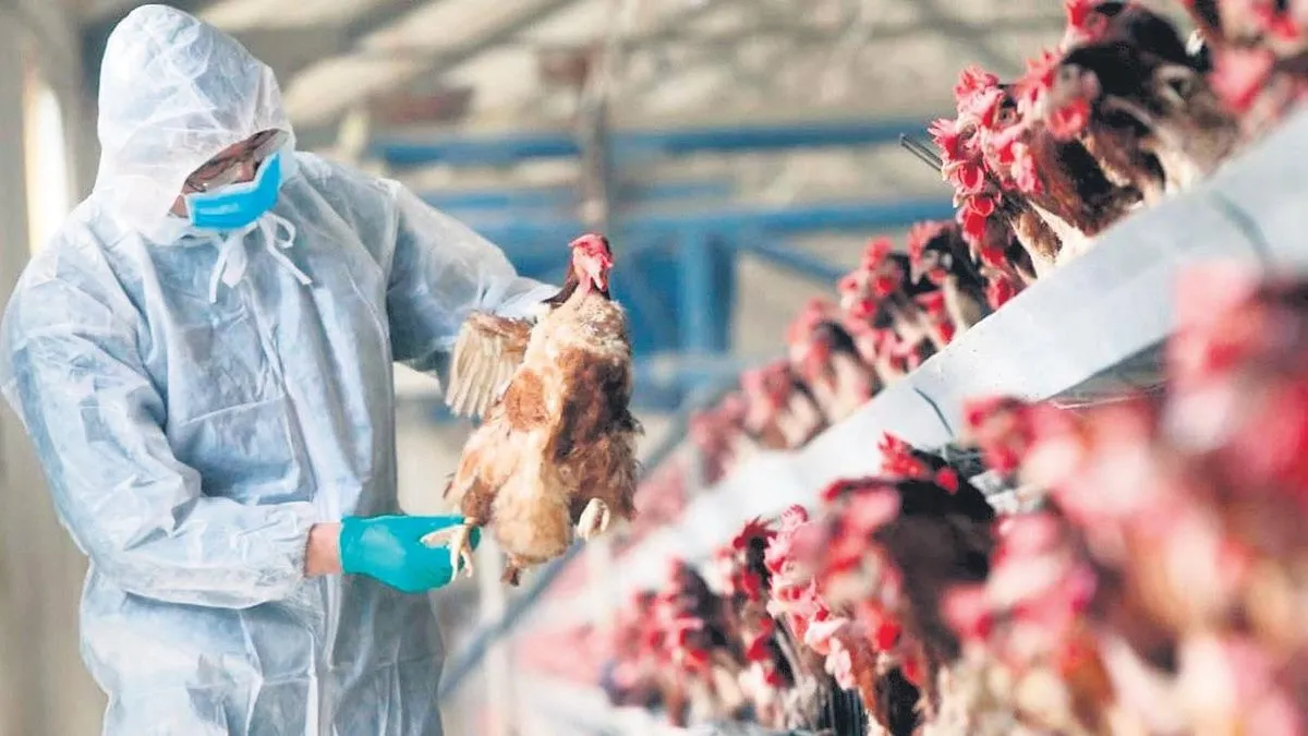 ABD’de kuş gribi kaynaklı ilk ölüm