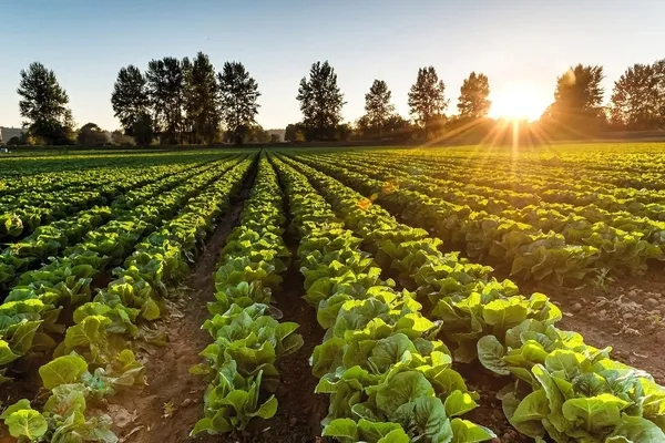 sofralar-icin-buyuk-tehlike-gida-fiyatlari-zirveye-cikti-bugday-seker-ve-gubrede-dikkat-ceken-tablo-1789897717790.jpg