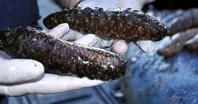 Tam 4 bin 500 tane. Hepsi bir kamyonette yakalandı!