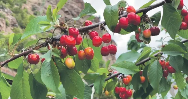 Misafir kirazında hasat coşkusu