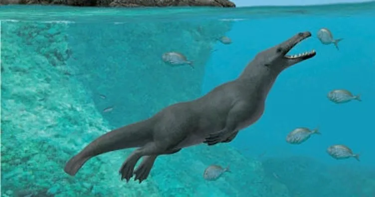 Peru’da 4 bacaklı balina fosili keşfedildi