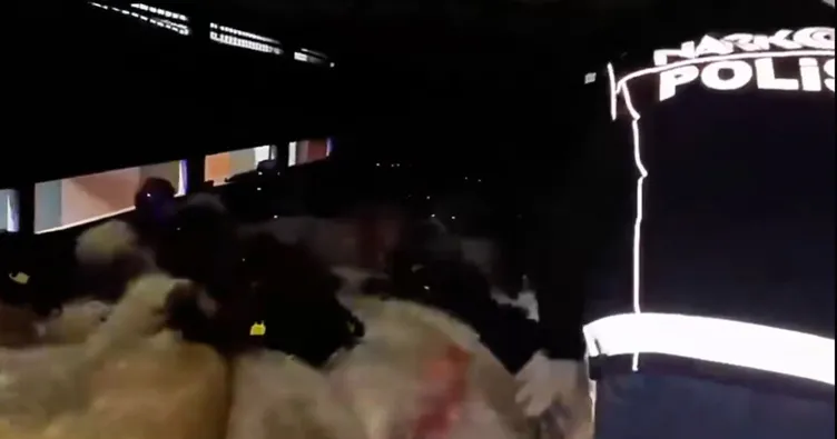 Uyuşturucuyu küçükbaş hayvanların karın boşluklarına gizlediler: 2 gözaltı