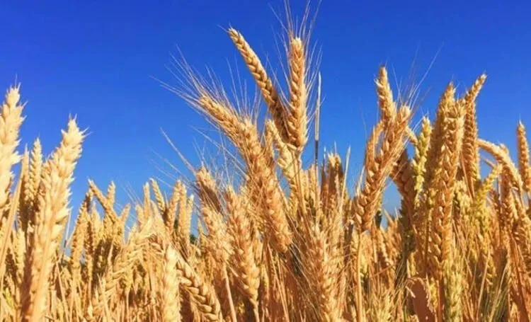 SON DAKİKA TMO Buğday ve arpa fiyatları belli oldu! Başkan Erdoğan duyurdu: Buğday alım fiyatları ne kadar, kaç TL?