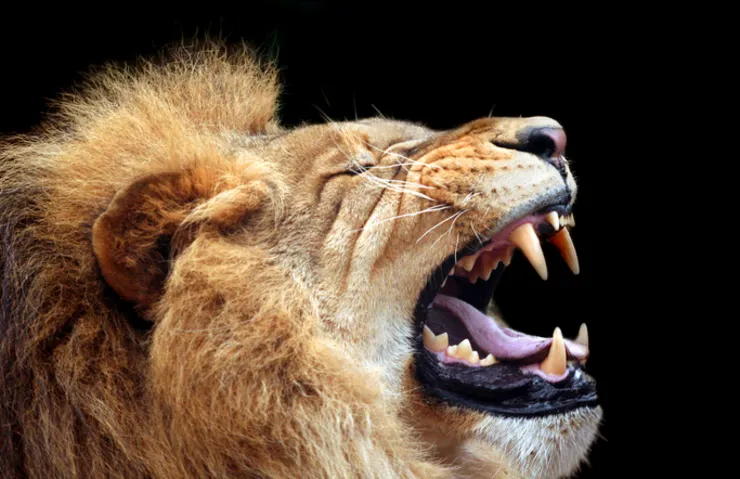 Aslanların gizli dili ortaya çıktı: İkinci kükreme tespit edildi