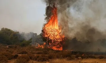 Yunanistan’da orman yangını!