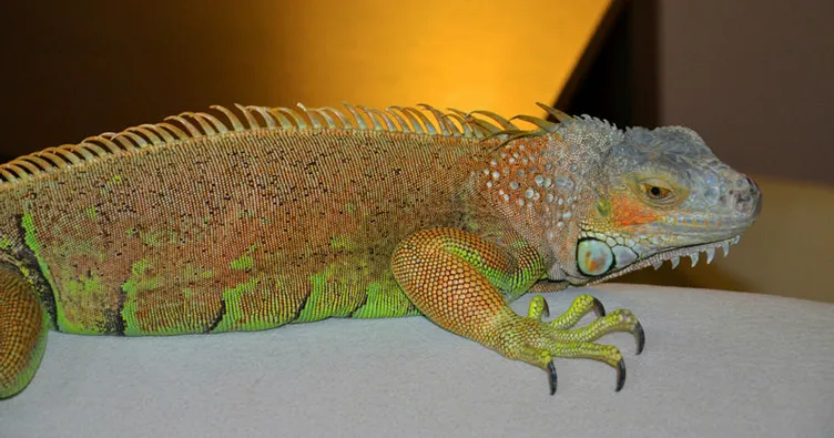 Çin’de yasa dışı vahşi hayvan ticareti