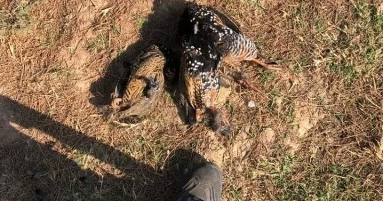 Şanlıurfa’da 3 kaçak avcı yakalandı