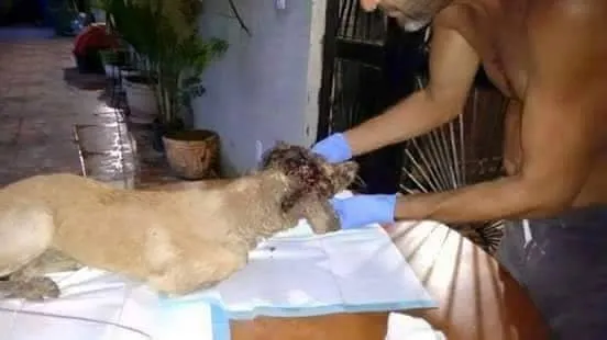 Kafası parçalanmış köpeği iyileştiren adam rekor kırıyor