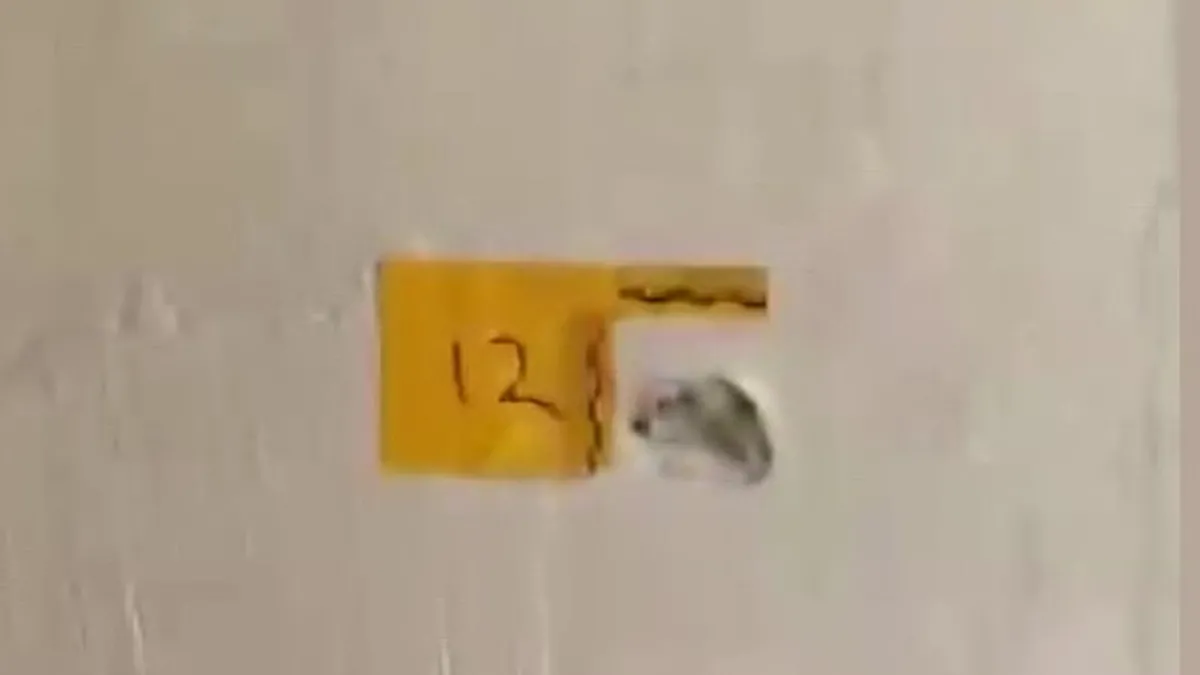 Adana’da kan donduran olay: “Polisiz” diyerek girdikleri evde anne ve oğlunu vurdular! Adana’da kan donduran olay: “Polisiz” diyerek girdikleri evde anne ve oğlunu vurdular!