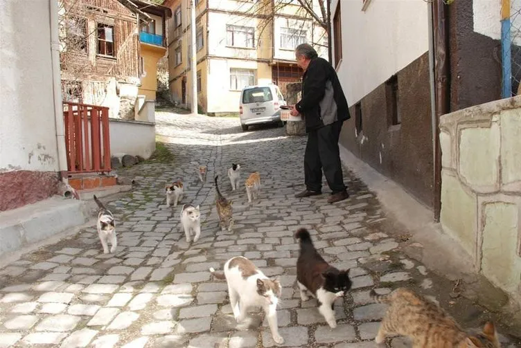 Emekli maaşıyla sokak kedilerine bakıyor